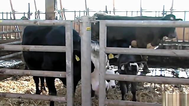 German farm-woman anal